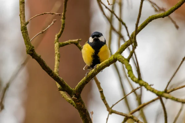 Great Tit Looks Directly Camera — 图库照片