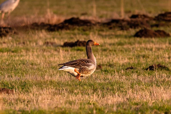 Greylag Goose Stojí Jedné Noze — Stock fotografie