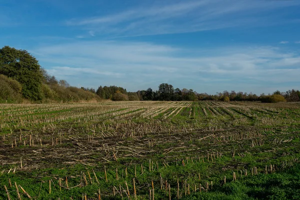 stock image Harvested field when the weather is nice