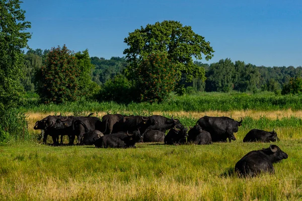 Vatten Buffel Besättning Äng Fint Väder — Stockfoto