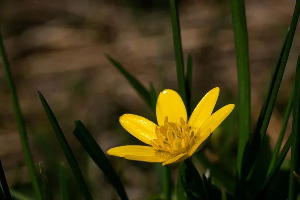 Celandine Flower Macro Blurry Background — Stock Photo, Image