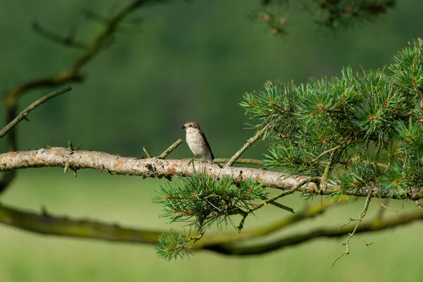 Маленький Птах Гілці Ялини — стокове фото