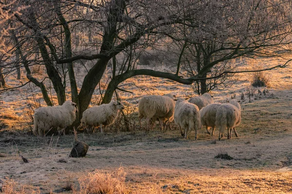 Troupeau Moutons Soleil Matin Par Temps Froid — Photo