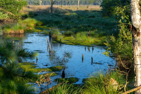 Kraina Wrzosowisk Rezerwacie Przyrody Pietzmoor — Zdjęcie stockowe