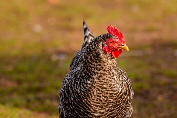Plymouth Rock Tavuk Kafası Arka Planda Odak Dışı — Stok fotoğraf