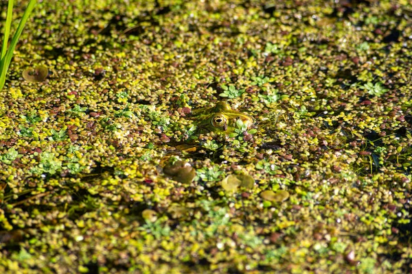 Żaba Wodna Między Roślinami Wodnymi Rowie — Zdjęcie stockowe