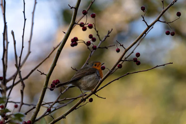 Robin Sur Une Branche Rowan — Photo