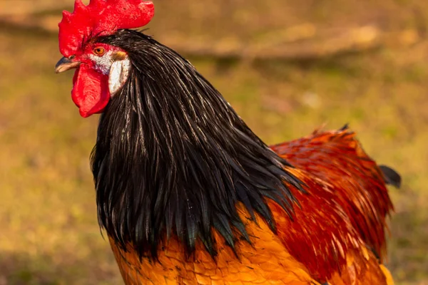 Kepala Ayam Samping Latar Belakang Luar Fokus — Stok Foto