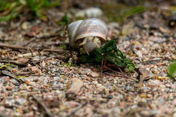 Roman Snail Eats Leaves Close — Stock Photo, Image