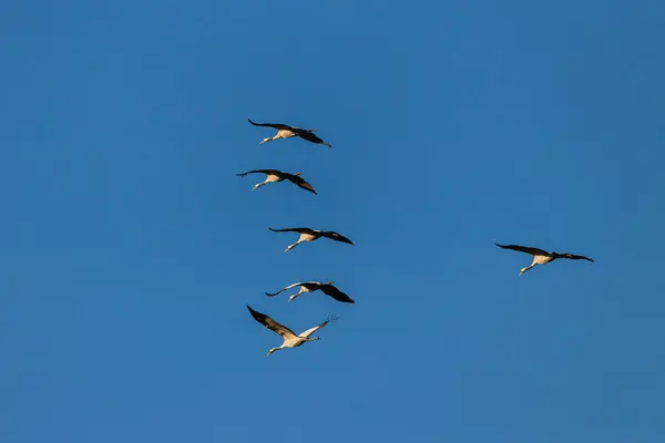 Flera Tranor Flyger Den Blå Himlen — Stockfoto