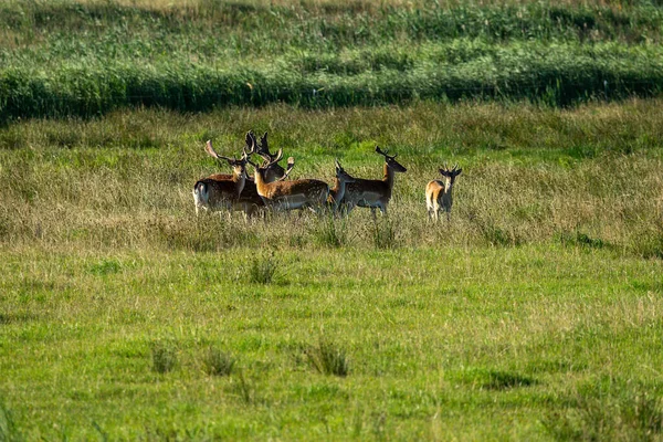 Plusieurs Cerfs Dans Une Prairie — Photo