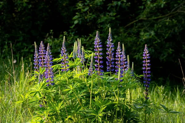 Several Lupines Blue Flowers — Stock Photo, Image