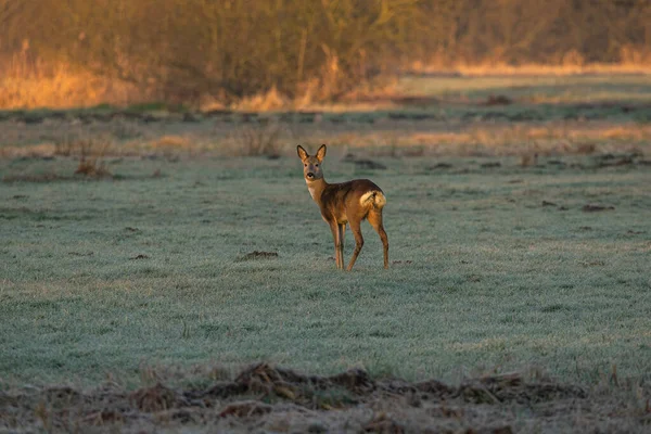 一只鹿站在冰冷的草地上 — 图库照片