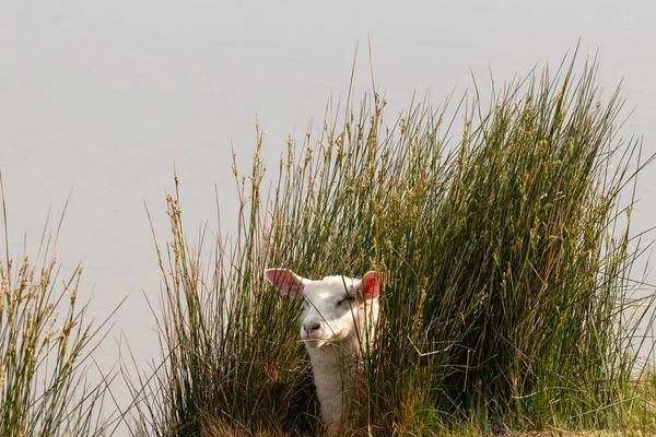 Овцы Находятся Камышах Глядя Наружу — стоковое фото