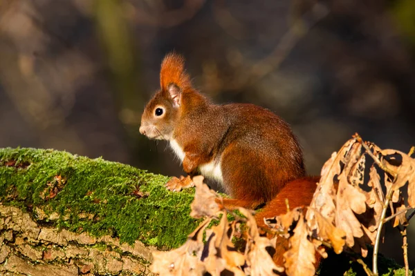 다람쥐가이끼와 나뭇가지에 — 스톡 사진