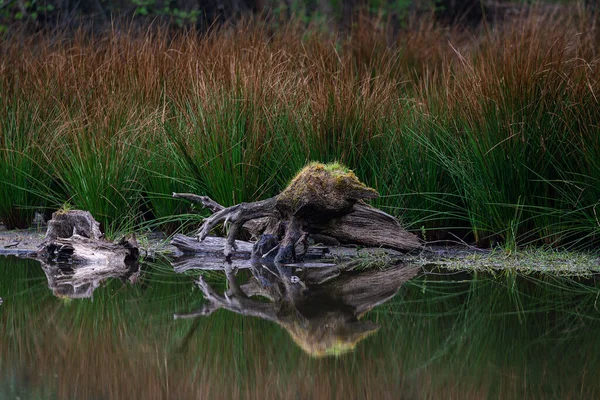 湖の苔の木の根 — ストック写真