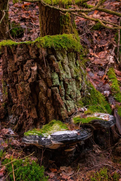 Stromový Pařez Velkou Houbou — Stock fotografie