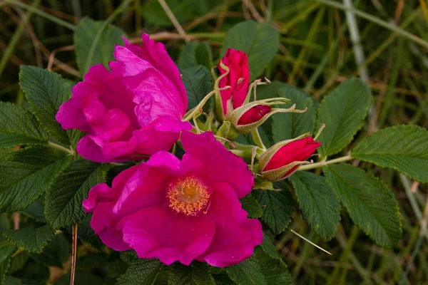 Wilde Dorne Mit Blüten Und Knospen — Stockfoto