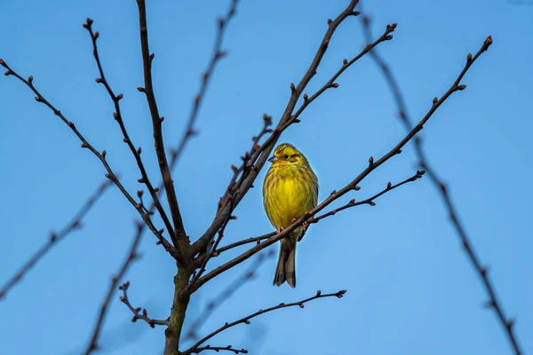 枝に横に黄色の暖かい頭 — ストック写真