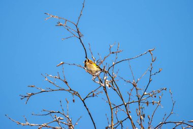Saka kuşu karlı dalda, bulutsuz gökyüzünde