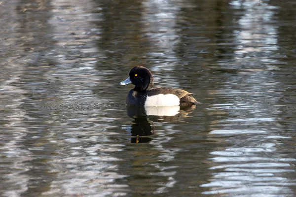 Tufted Duck Baggersee Boberger Duenen Water Reflection — Stock Photo, Image