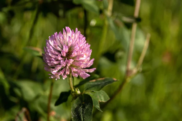Renkli Çayır Yoncası Çiçeği Seçici Odak — Stok fotoğraf