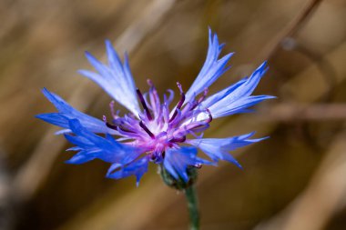 Bir Cornflower çiçeğinin Macro 'su