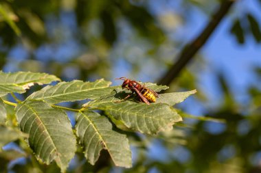 Ağaç yaprağında eşek arısı