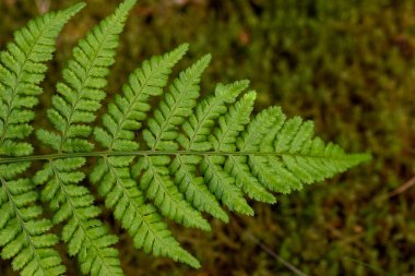 Single forest lady fern branch clipart