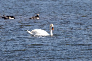 Swan water runs out of its beak