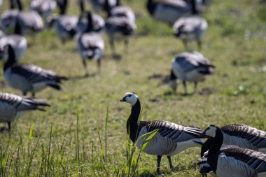 Barnacle geese in a meadow in the Wedeler Marsh clipart