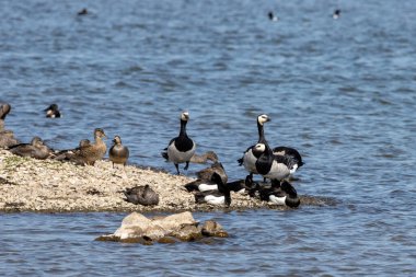 Wedeler Marsch Gölü 'nün dinlenme yerinde çeşitli ördek ve kaya midyesi kazları yatıyor.