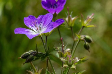 Tomurcukları ve çiçekleri olan çayır turna gagası, makro çekim