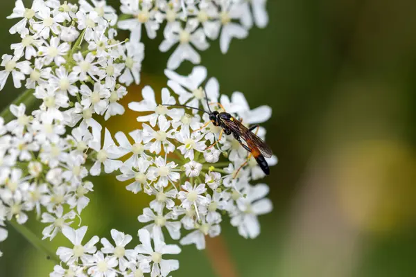 stock image Web sawfly on a plant with flowers