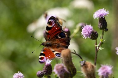 Tavuskuşu kelebeği bir devedikeni, makro