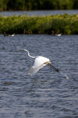 Silberreiher steigt aus Wasser auf clipart