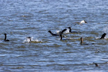 2 Graugaense schwimmen in der Wedeler Marsch