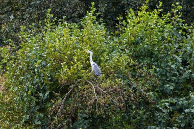 Einer Baumkrone Graureiher