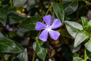 Küçük menekşe çiçeği makro pozu