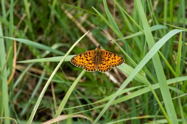 Kahverengi benekli Fritillary bir çimen sapında, yakın plan.