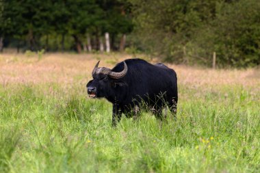 Wulmstorfer Mağribi 'nde bir çayırda bufalo.