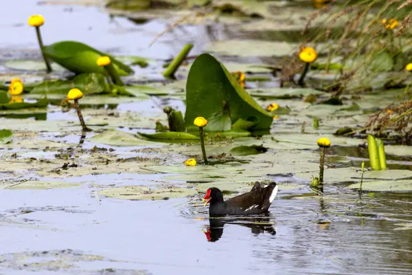 Moorhen suda, arka planda nilüferler var.