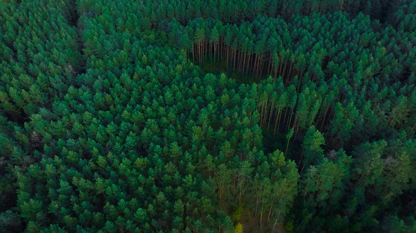 Forest Aesthetic Wood Land Aerial Scenic View Foreshortening Stockbild