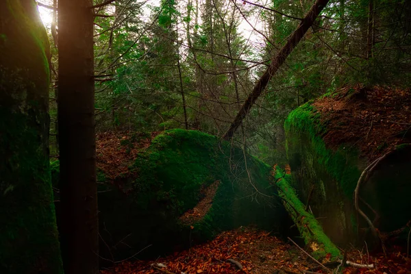 秋の森 永遠の緑の木と岩 月の時間の美しい景色の景色 太陽の光の輝き — ストック写真