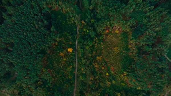 美丽的田园诗般的松林秋天的季节无人驾驶摄影风景与泥土寂寞狭窄的小径 — 图库照片