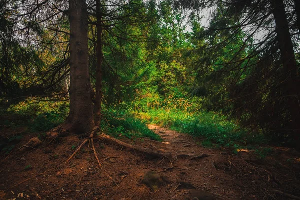 Zwyczajny Las Sosnowy Malowniczy Widok Kory Drzewa Korzenia — Zdjęcie stockowe