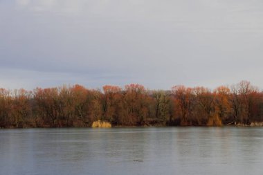 Minimalizm soğuk sonbahar manzarası donuk gölet su yüzeyi ve altın kahverengi ağaçlar şeridi manzarası