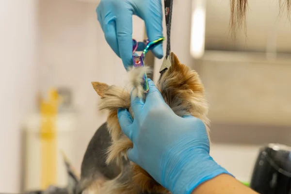 dog haircut in grooming salon, human hands in gloves with scissors object