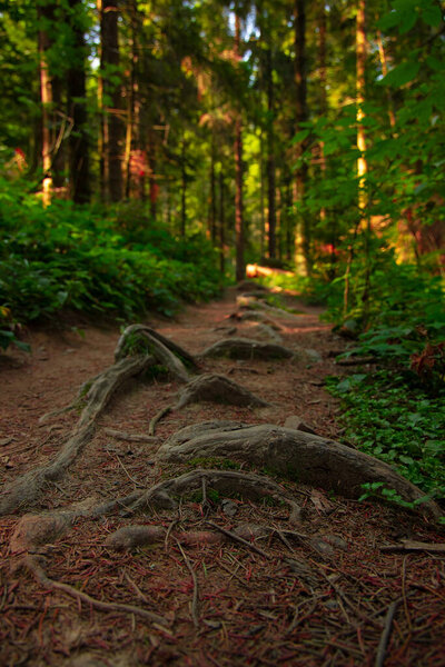 vertical photography of autumn morning forest ordinary place with a lot of plants and dirt trail with tree roots, focus on foreground