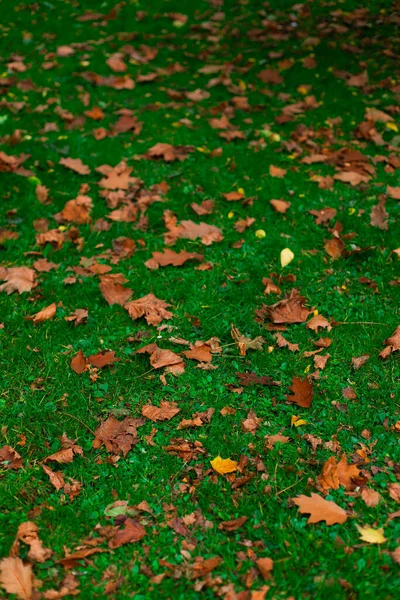 natural parkland lawn vibrant green grass falling leaves on fall season time October month background perspective outdoors vertical photography